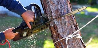 Best Commercial Tree Services  in Woods Cross, UT