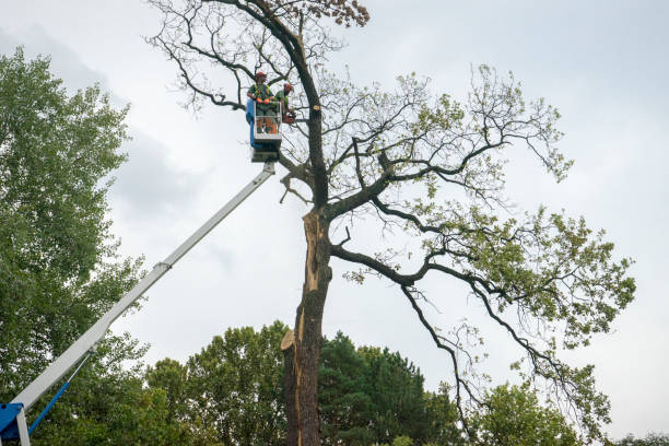 Why Choose Our Tree Removal Services in Woods Cross, UT?