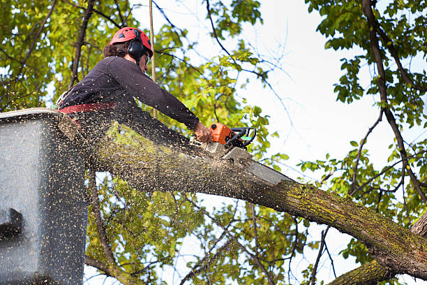 Best Root Management and Removal  in Woods Cross, UT